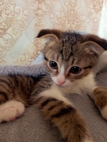 кошки мальчики: 3 месяца, Мальчик, Биколор, Метис — 3