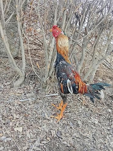 боевые петухи: Продаю | Петух | Бойцовая | Для боев — 2