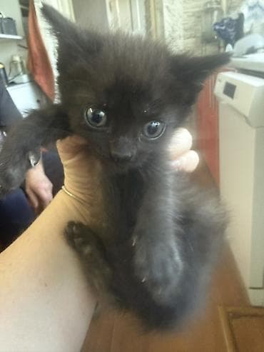 белые вислоухие котята: Котята Ищут заботливый дом. Возраст 40 дней приучены к лотку — 2