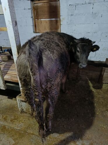 собака дом: Продаю | Бык (самец) | На откорм — 2