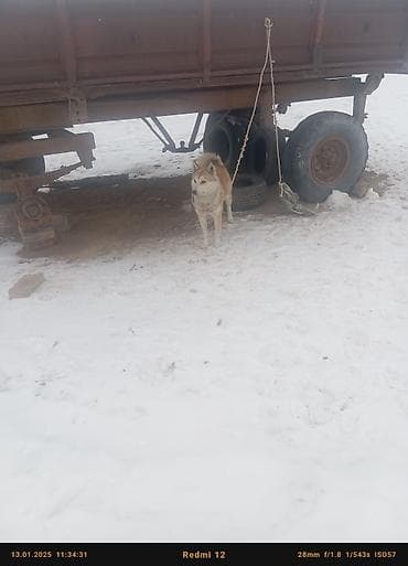 Лайка, 7 месяцев, Самец, С прививкой at lalafo.kg Лайка, 7 месяцев, Самец, С прививкой