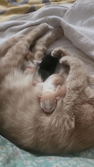 бесплатный котёнок: Котята домашние, от ласковой кошки. Окрас: рыже-белые и черепаховый — 3