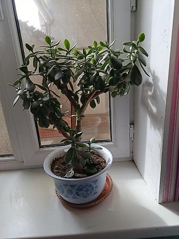 цветы ромашки: Комнатные суккуленты в горшка. по 350 сом каждая 1) Денежное дерево — 1