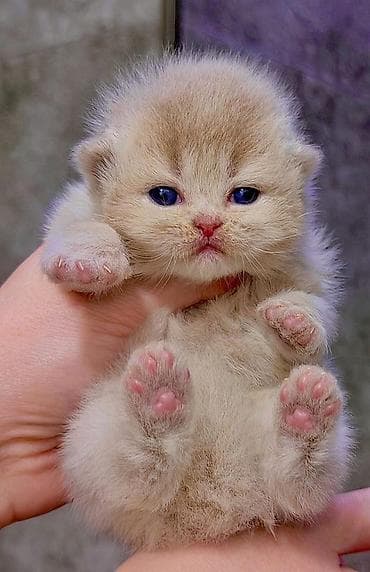 сколько стоят сфинксы кошки: Породистые котята ДОРОГО!!! порода Шотландцы на фото Лиловый золотой — 3