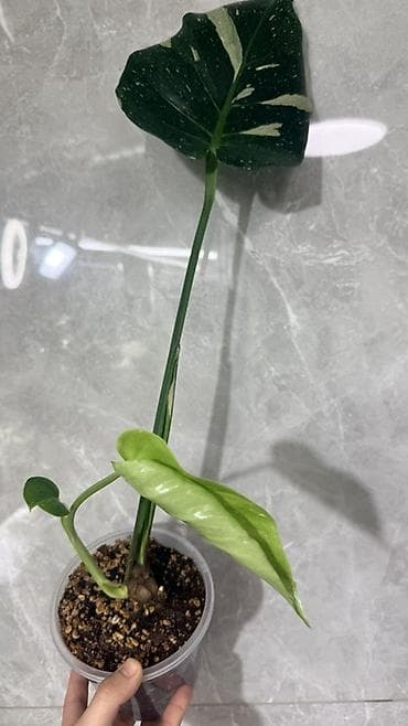 Инструменттер: Монстера Тайское Созвездие 3 горшка по 1000с Посажены в хороший — 5