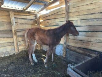 показы 1 354 72 договорная кошка даром британская короткошёрстная 1 год мальчик метис 2 позвонить написать: Кулун 6 ай — 4