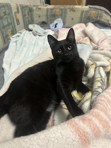 котенок бесплатно: Кошка даром: Британская короткошёрстная, Девочка — 10