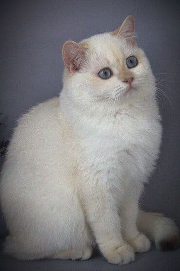 сколько стоит вислоухий кот: Британская короткошёрстная, 5 месяцев, Мальчик, Золотая шиншилла, С прививками — 2