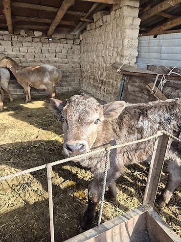 музо: Продаю | Музоо, торпок | На откорм | Искусственник — 3