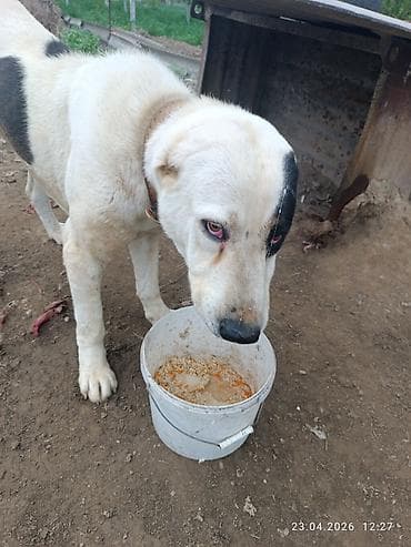 кубинский питбуль цена: Собака крупной породы алабай . Окрас белый с крупными черными пятнами — 3