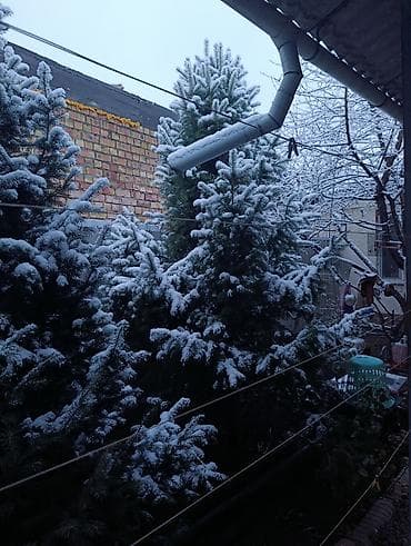 пихта: Пихты/ели для участка - Живые хвойные деревья, выращенные на — 8