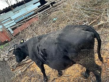 молочная карова: Продаю | Корова (самка) | Для разведения | Привязанные — 4