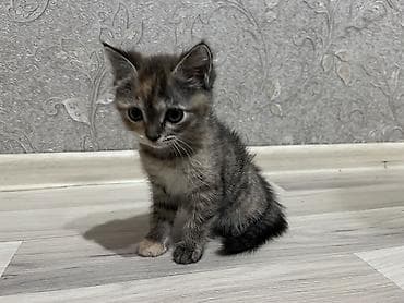 Продажа кошек: Кошка даром: Беспородная, Девочка, Приучена к лотку — 4