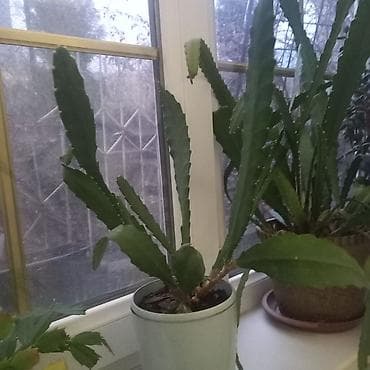 салют бишкек цена: Продаю фикус чёрный принц выше метра высотой 1000с,декабрист бело- — 7