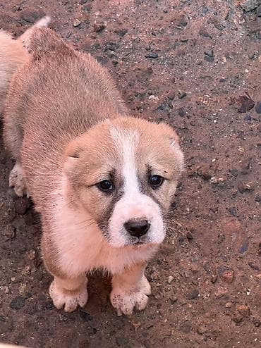 хара: Щенки (алабая) месяц кабели - Помет из 1 щенков, мощные костяки — 2