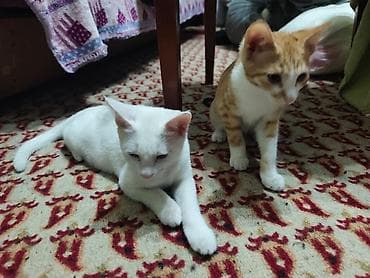 d cat: КОТЁНОК БЕЛЕНЬКИЙ ДЕВОЧКА 2,5 МЕСЯЦА. Котята домашние — 9