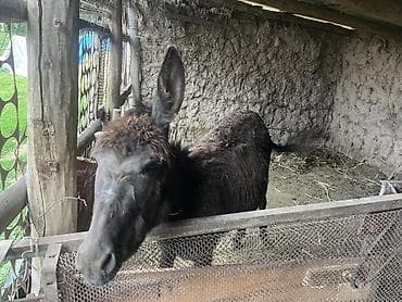 абакан лошадь: Осёл домашний, тёмной масти. - Вид: осёл (Equus asinus), крупный, с — 1