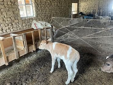 продаю пластиковые ящики: Продаю | Музоо, торпок | На откорм — 6