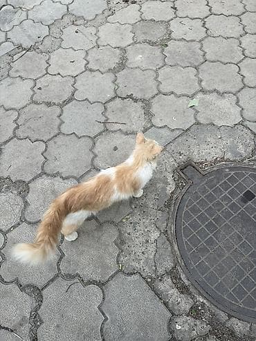 Животные: Кошка даром: Беспородная, 1 год, Девочка — 1
