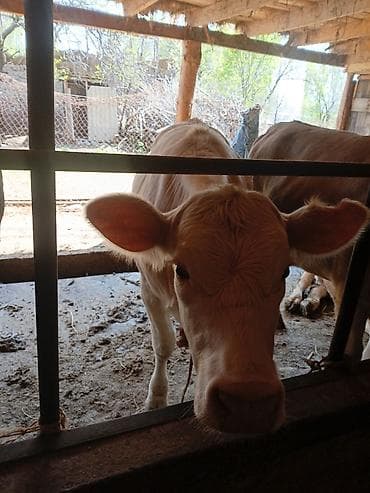 продаю уй: Продаю | Тёлка | Полукровка | На откорм | Племенные — 2