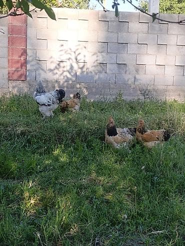 Продаю | Куры | Брама | Для разведения