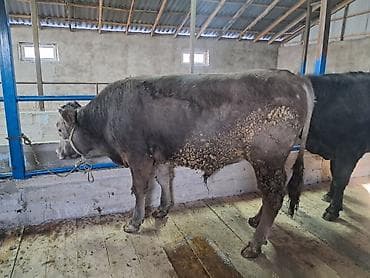 голуби тасман: Продаю | Бык (самец) — 4