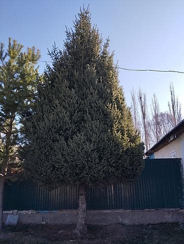 строительные лестницы: Ель (садовое дерево) - Порода: ель/еловое дерево с плотной — 2