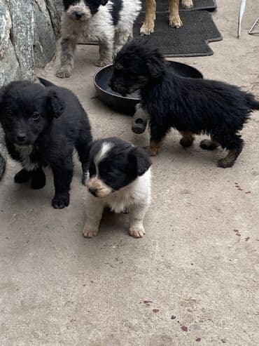 Отдам даром: Даром, район турбазы Бишкек 7 октября родились дворняги, папа и — 8