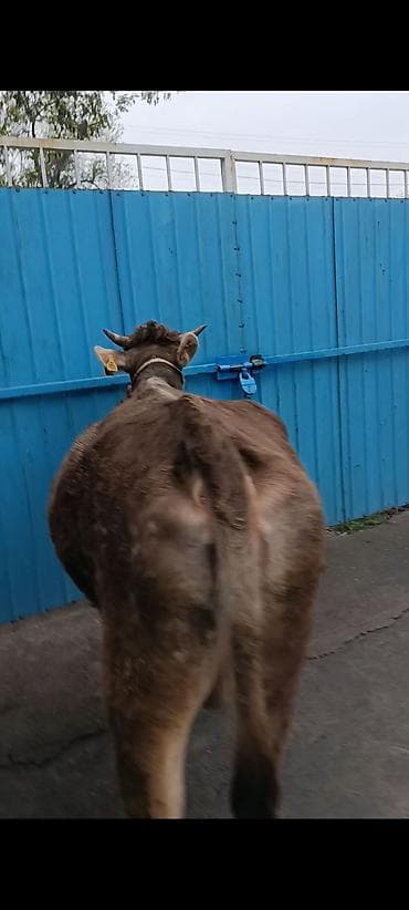 ящики для пчел: Продаю | Корова (самка) | Для молока | После отела — 6