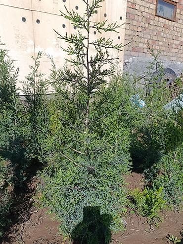 куплю деревья: СРОЧНО ПРОДАЮТСЯ ТУИ❗❗❗ 200 ШТУК❗❗❗ СОРТ КНИЖКА — 4