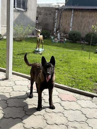 Бельгийская овчарка, 4 месяца, Самец, С прививкой, С родословной