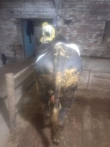 черный ангус цена: Продаю | Бык (самец) | На откорм | Привязанные — 3