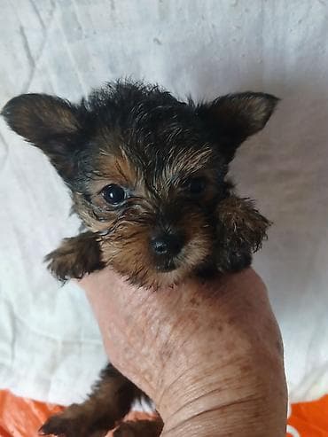 далматинец цена бишкек: Йоркширский терьер, 1 месяц, Самец, С родословной — 3