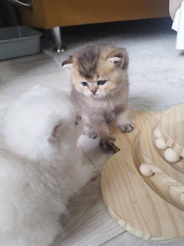 кошка в ош: Открыли бронь на наших шотландских котят 🐾 Малышам уже 1 месяц, растут — 5