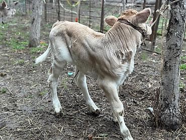 рыба семга: Продаю | Тёлка | На откорм | Привязанные — 2