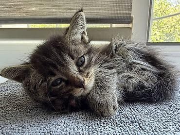 ph down: Котёнок тигрового окраса - Полосатый короткошёрстный котёнок с мягкой — 2