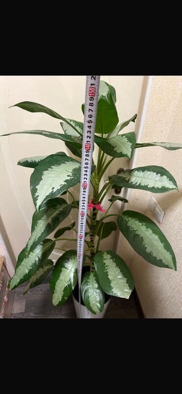 диффенбахия купить: Цветы для офиса крупномеры выс 1,60 выращено домашних условиях!! — 1