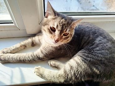 scottish fold: Пропал !!!!!!! Кличка Хоги, домашний кот,2года — 5