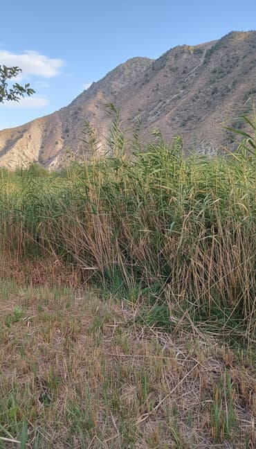 сетка для сада: Камыш (тростник) дикорастущий - Натуральный камыш, высокий и густой — 1