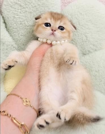 Продажа кошек: Скотиш Фолд (Шотландская вислоухая), 2 месяца, Мальчик, Белый, Приучена к лотку, Проглистована, С документами — 5