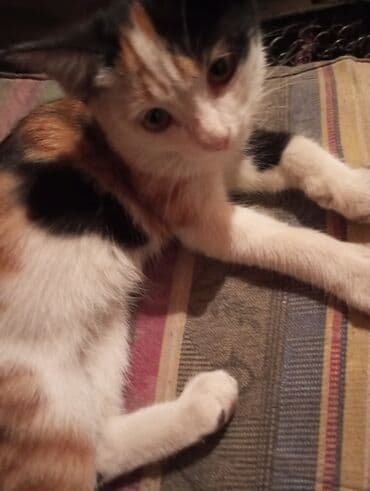 Беспородная, 2 месяца, Мальчик, Рыжий, Приучена к лотку