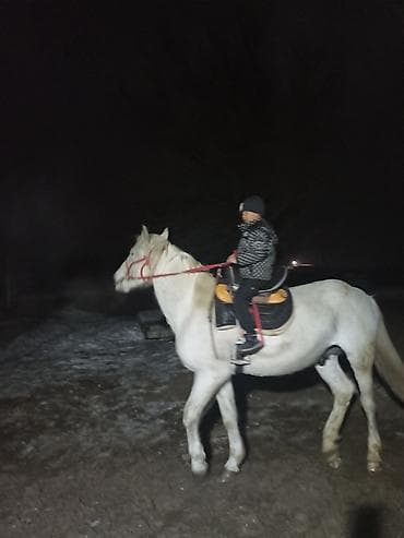 док собака: Продаю | Конь (самец) | Рабочий, Для разведения, Конный спорт | Мерин — 8