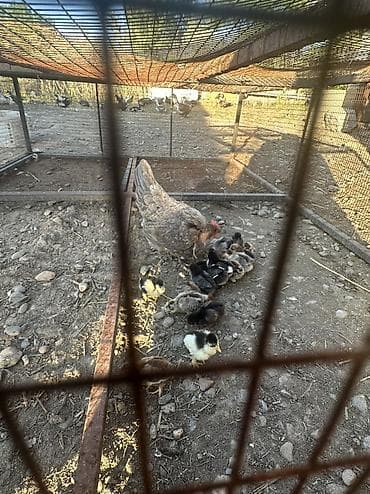 жер уй бишкек сатылат: Сатам | Тооктор, Короздор, Балапандар | Үй | Союуга, Көбөйтүү үчүн, Жумуртка туудуруу үчүн — 6