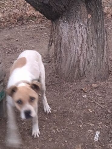 булдок ит: Алабай, 7 месяцев, Самка, С прививкой, С родословной — 11