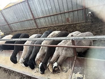 продаю тай: Продаю | Овца (самка) | Для разведения — 2