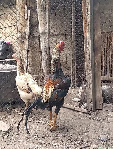 дом для собаки: Дакан петух скоро год будет — 1