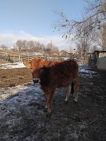 бенгальская кошка домашняя: Продаю | Корова (самка) | Для молока — 7