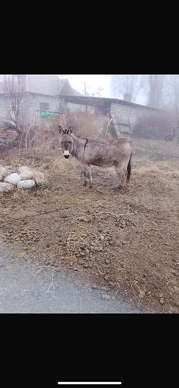 Домашний осёл - Вид: осёл (домашний, рабочий/ездовой) - Масть: серая