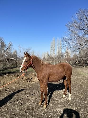 лошади чистокровные: Продаю | Жеребец | Конный спорт — 3