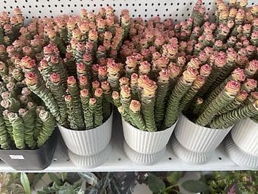plaud note: Суккулент «Розовая башня» (Crassula ‘Buddha’s Temple’/Crassula — 1